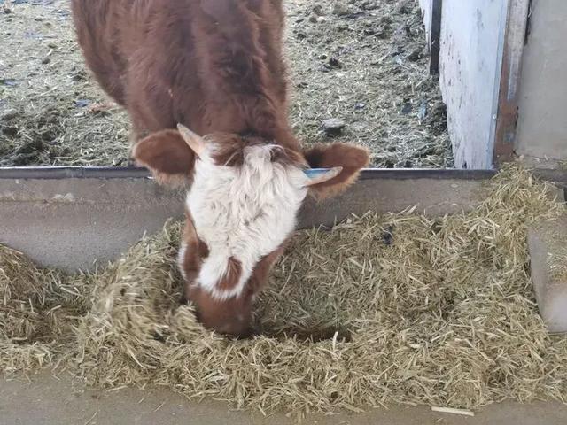 李秀建 | 四子王旗纪行