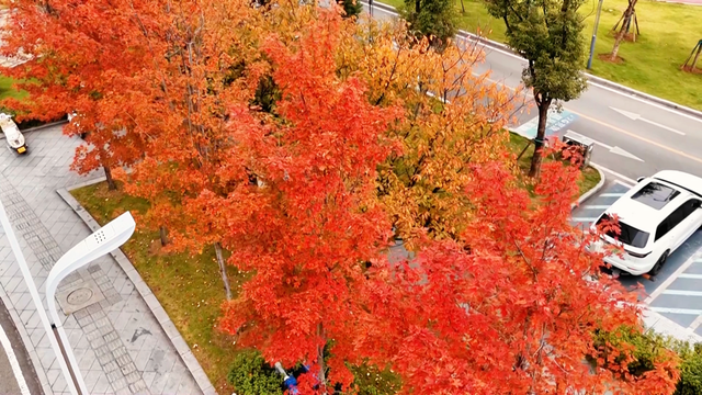 “枫”景独好！江北嘴红枫进入最佳观赏期