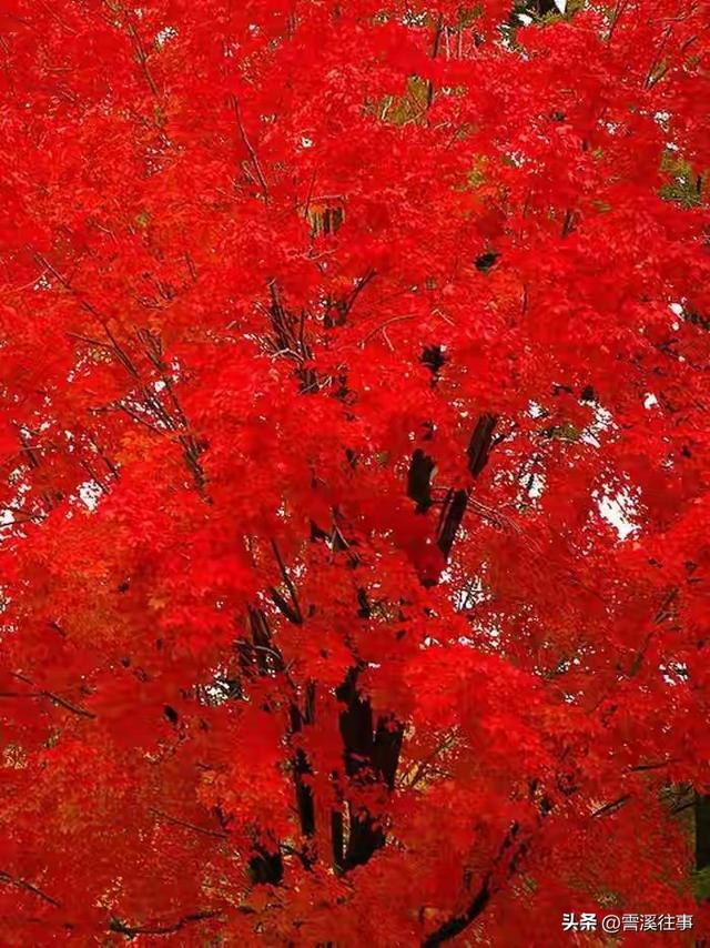 片片枫叶红