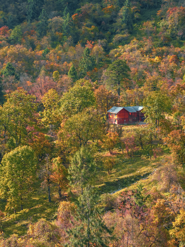 最佳观赏期！雅安的红叶彩林“封神”啦！