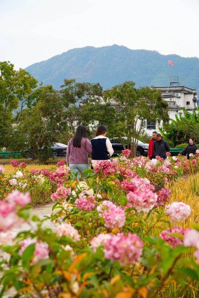 11月去塔川，邂逅乌桕树的“三级变色”，每棵树都是流动的油画