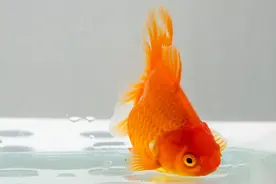 养金鱼多久放一次盐？图片