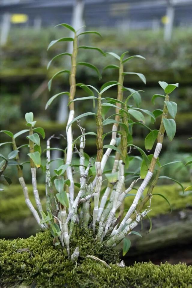 恭喜！金堂三项产品成功入选！