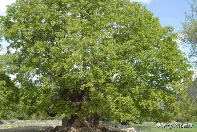 山南！山南！没来过山南，等于白去了西藏！