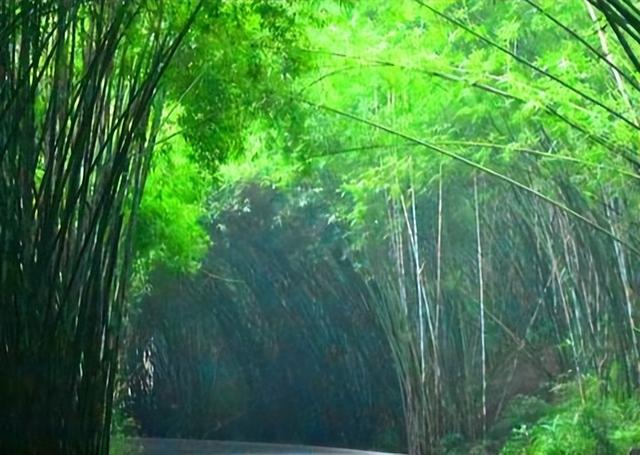 四川旅游：难忘宜宾长宁热气球赛采风行(图)