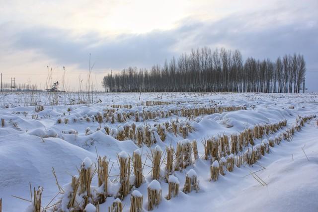 冬天冷不冷，就看立冬，今天立冬，今年冬天会冷到哭吗？