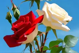 一眼入心，一世深情，写给最爱的人图片