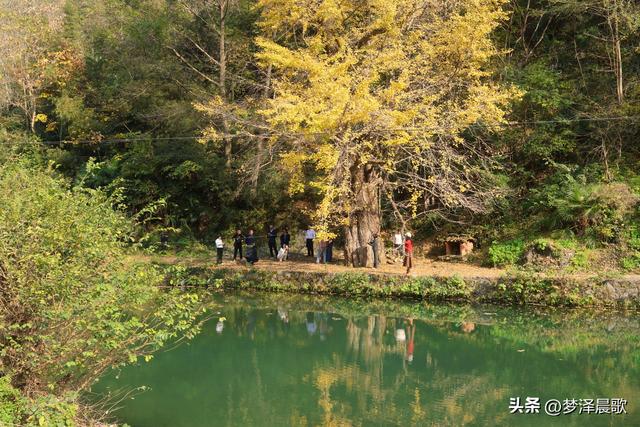 豫客纷至安陆，共赏银杏芦花绘初冬