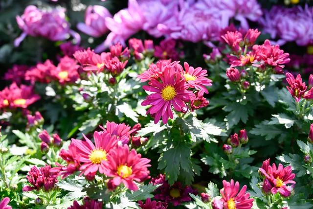 菊花展，开始！