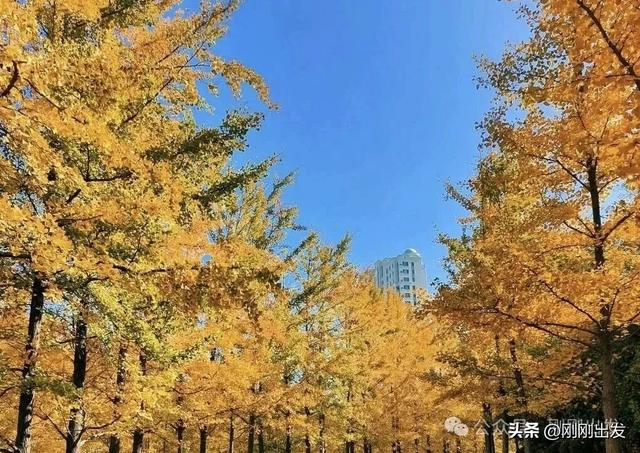 大连高新园区这片免费银杏林,成了秋季网红打卡地