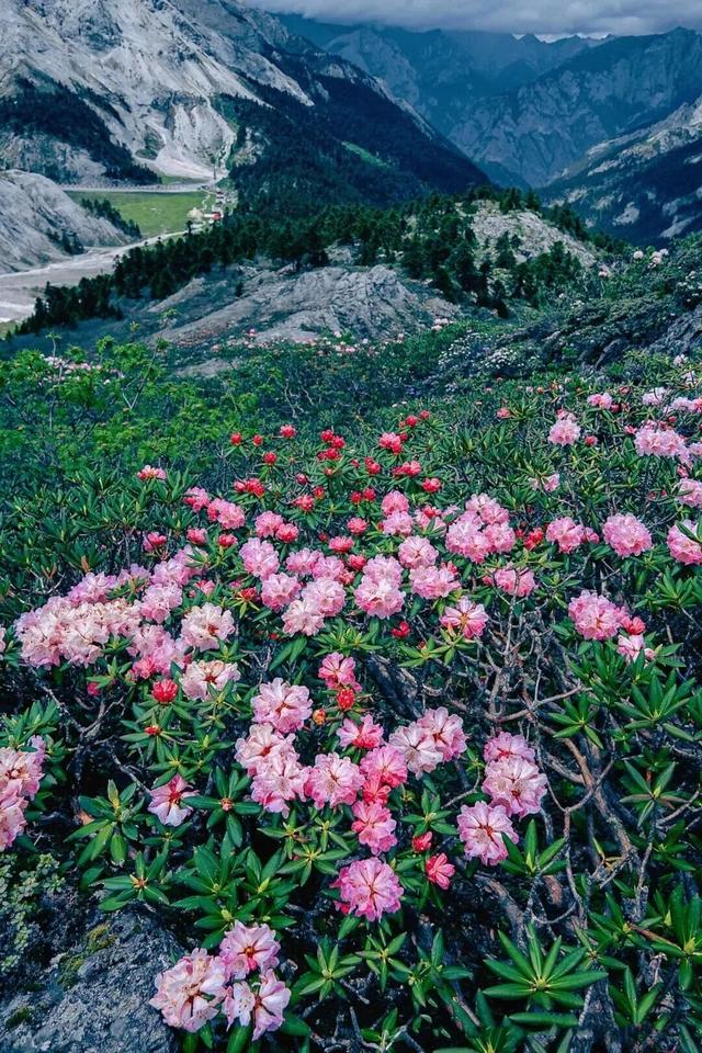 漫步云端，撞见磅礴花事丨15秒看云南