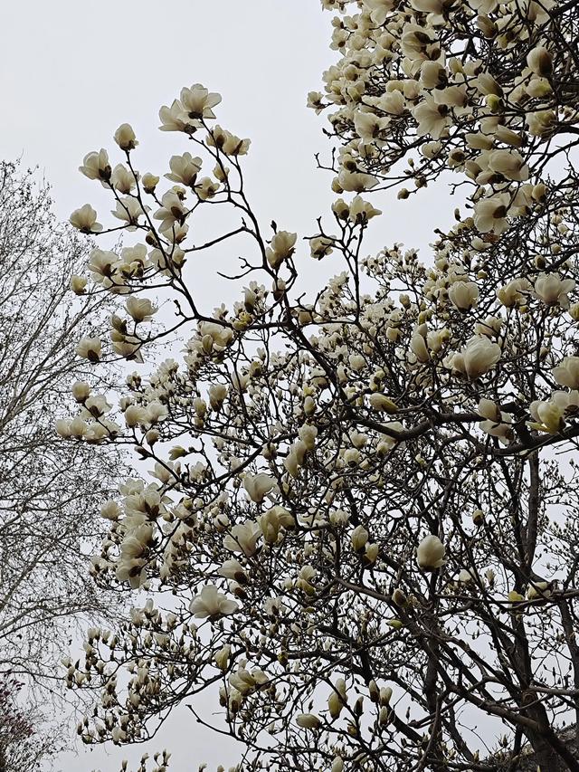 《让花成花》
