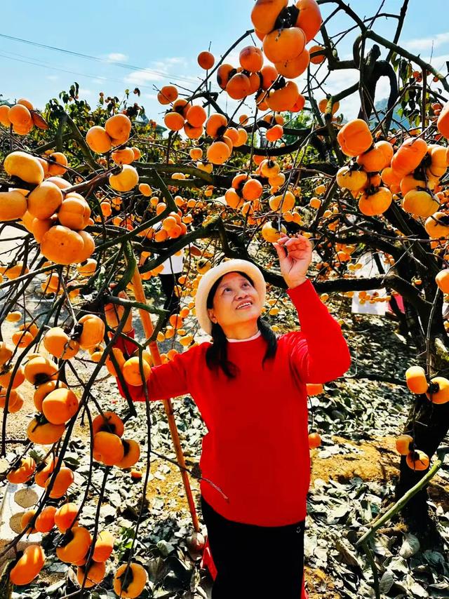 桂林：不入柿园，怎知秋色几许！