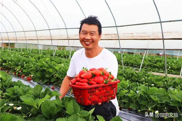 别再问昆明哪里能摘草莓了!收下这份采摘地图,直接抄作业→