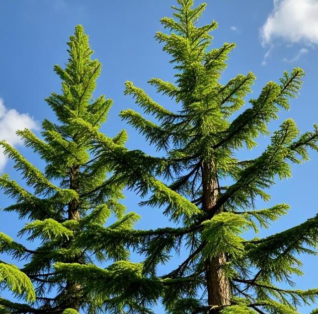 日本和美国早已禁种，中国为何依然大力种植？背后原因不简单