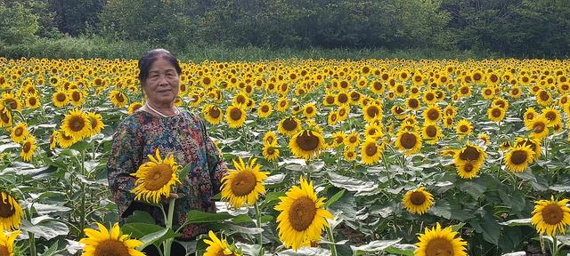 鸭凫峪鹿走沟向日葵🌻花海惊艳亮相！
