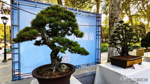 中山公园的秋，是写给武汉的一首诗