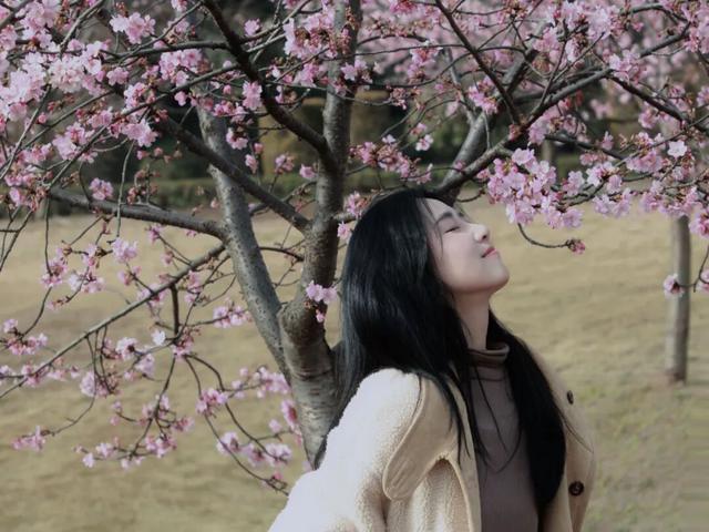 快来新津！成都最早最大面积樱花盛放！