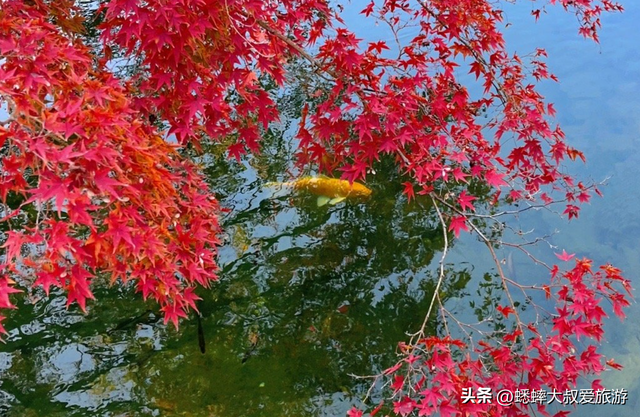 @所有人，杭州秋冬“顶级公园”发力了，绝美如画，出片100%