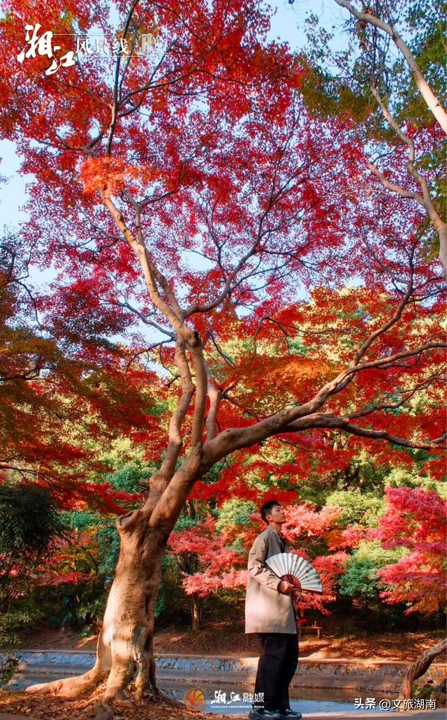 红了！湖南“追枫”地图更新