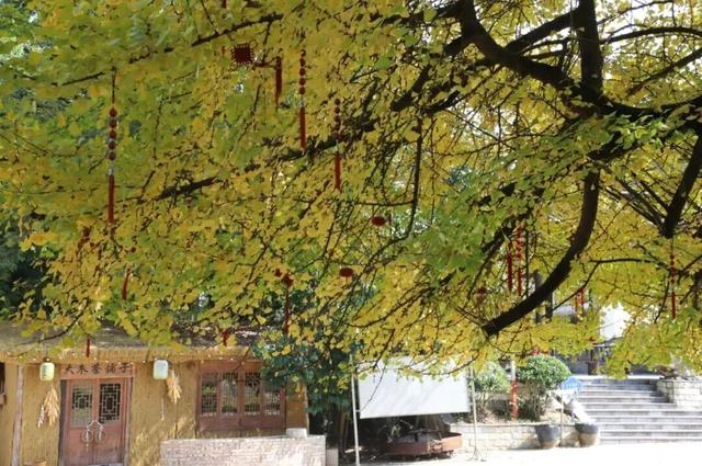 从街角到古村，一键解锁贵阳的秋日浪漫