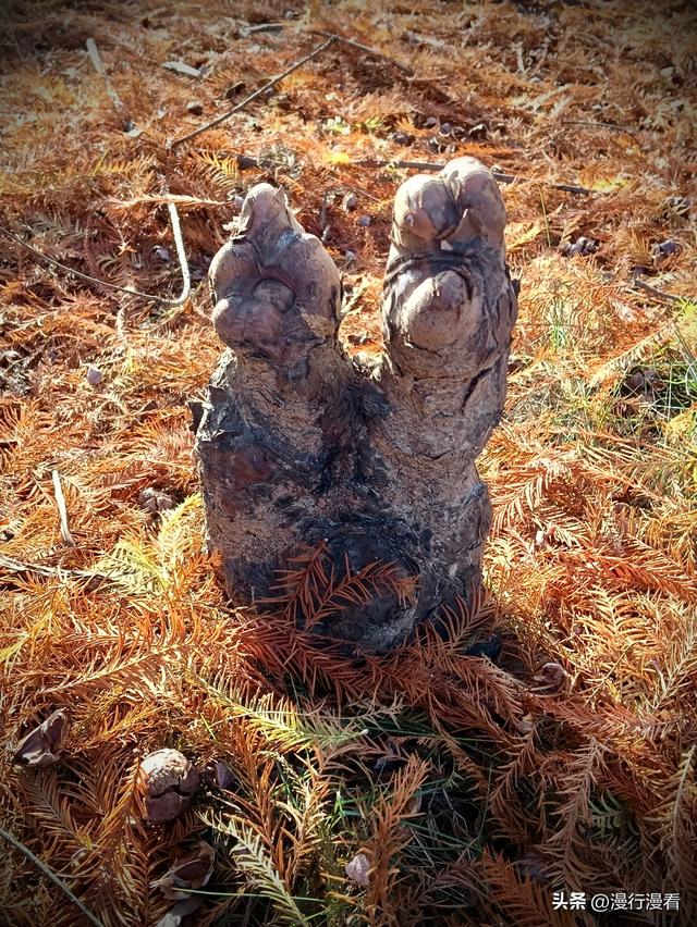 落羽杉树下的神奇造像