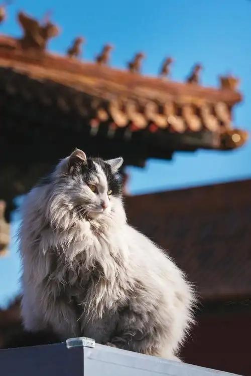 故宫里的宫猫火了！白天当网红，晚上做保安，背后还有600年编制