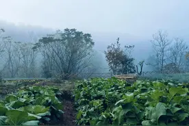 种菜5年才发现:真正享受种菜的人，都会有这5种表现，谁也不例外图片