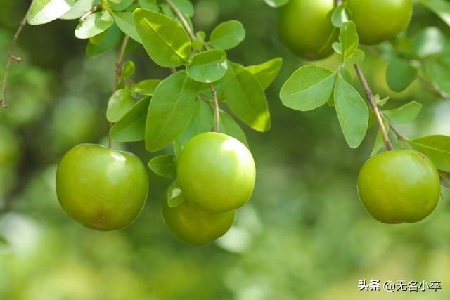 我来告诉你，广西水果自由的背后藏着多少“不可告人”的秘密