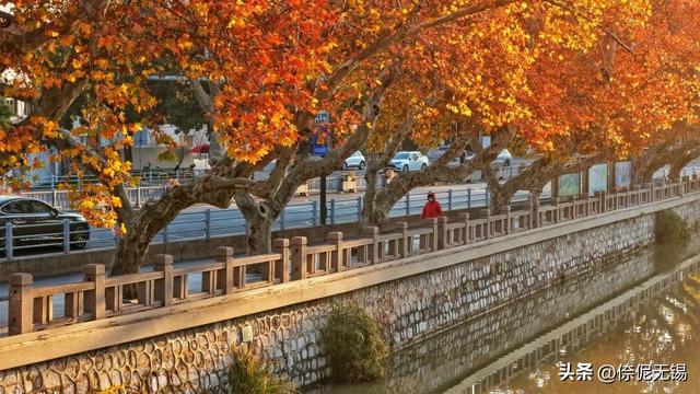 无锡市中心梧桐大道，迎来最浪漫时刻！