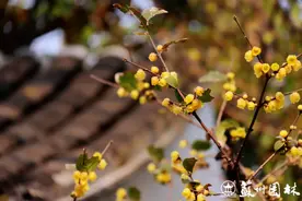 与怡园相遇，寻一抹蜡梅幽香图片