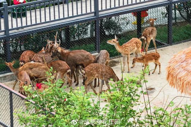 15万株绽放醉美菊花展，成都又美爆了！