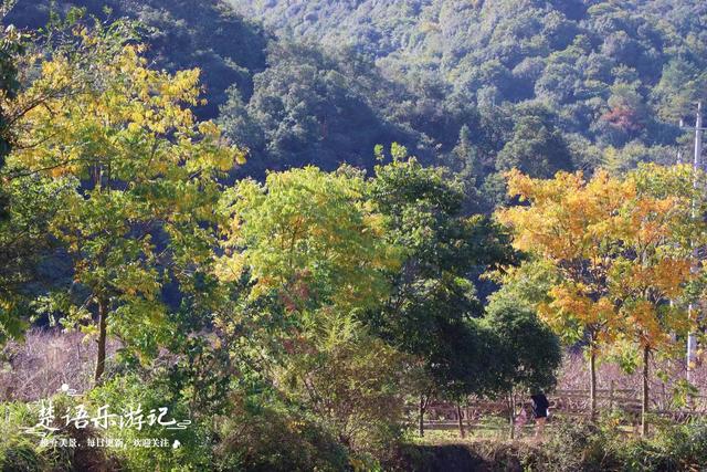 浙江宁波这里的多彩风景线，银杏和无患子树相互映衬，风景美如画