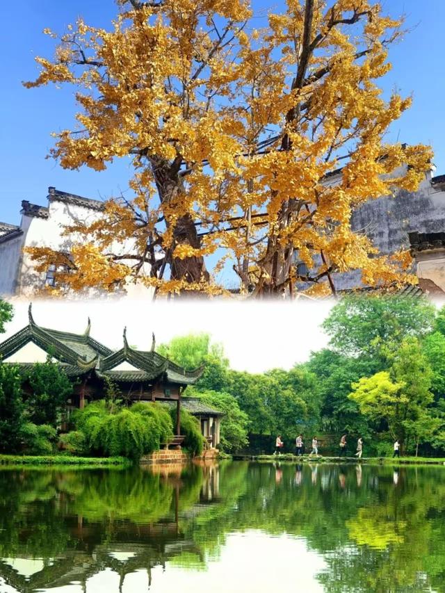古树观鸟图鉴・摄影线路① | 太绝了！“鹇栖秘境 水口园林摄影线”，随手拍都是诗意大片🤳！| 皖美夏日