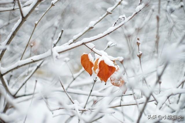 “大雪多不多，就看立冬”，今日立冬，今年冬天雪多冷到哭吗？