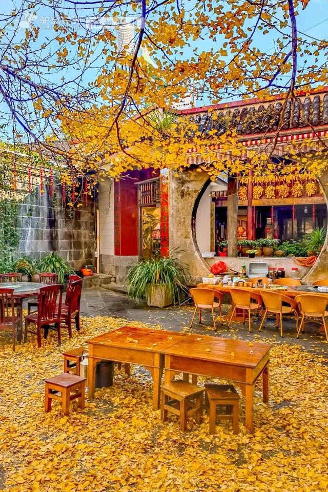 11月的云南腾冲，3000株银杏迎来黄金观赏期，美成人间仙境！