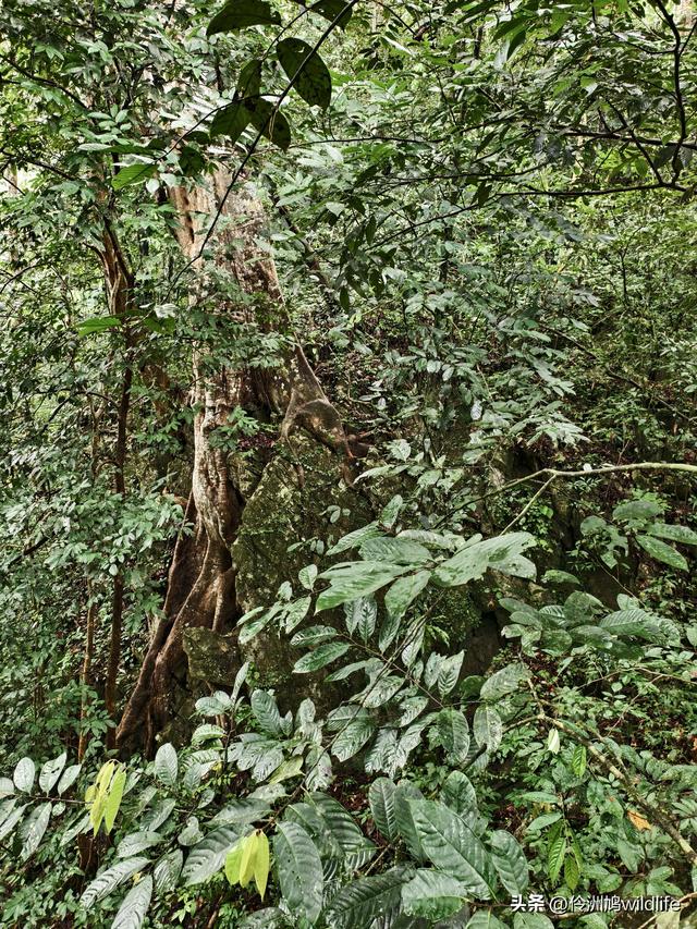 马来西亚(31)砂拉越州⑤姆鲁山canopy树冠高空漫游