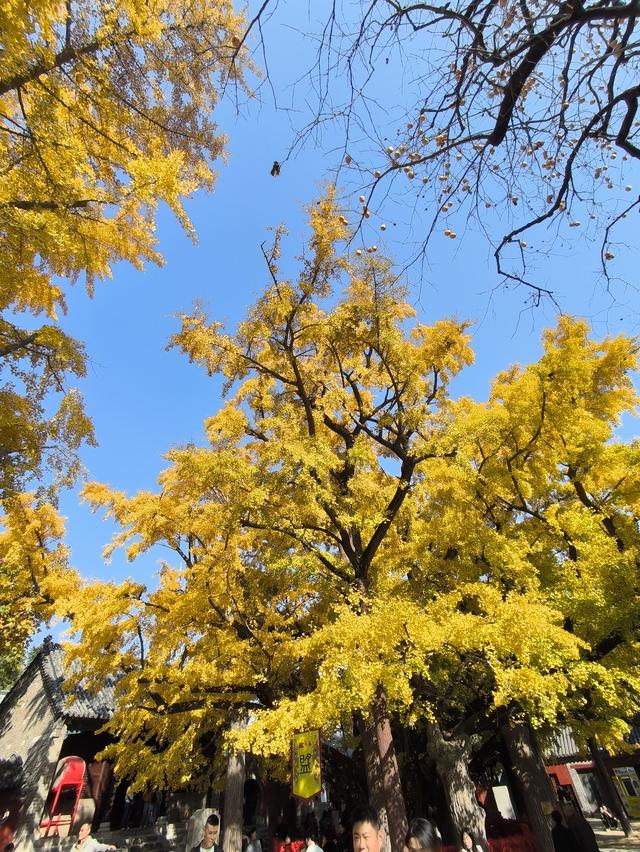 天下银杏第一树就在日照浮来山，4000年古树参天，秋天美成了画！