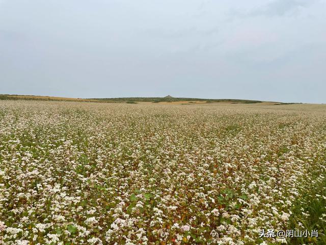 达茂旗达尔罕、百灵庙、乌克忽洞，固阳银号、忽鸡沟田野考察笔记