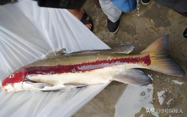 2006年长江惊现“美人鱼”，重庆渔民误捕一条，专家：出水必死