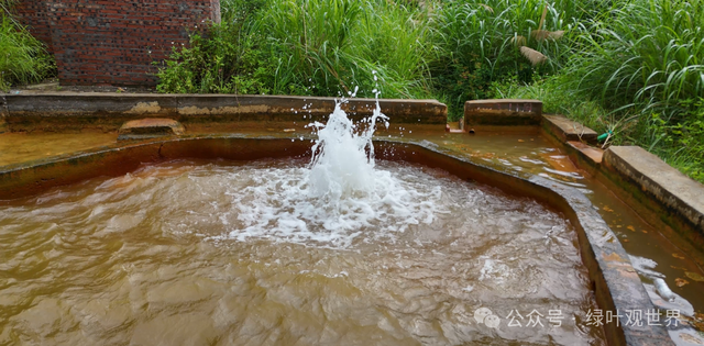广东梅州大山奇怪的水池，水池出水量巨大，喷涌出黄褐色的液体