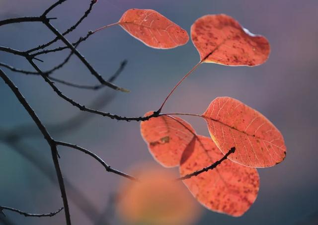 成县晚秋，是藏在秦岭南麓的色彩诗行