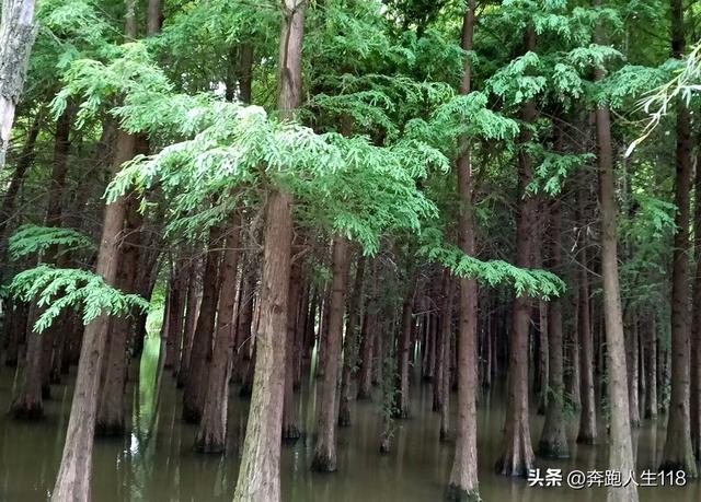 奔向雪域高原，滇藏行一:从钦州到昆明，再到楚雄