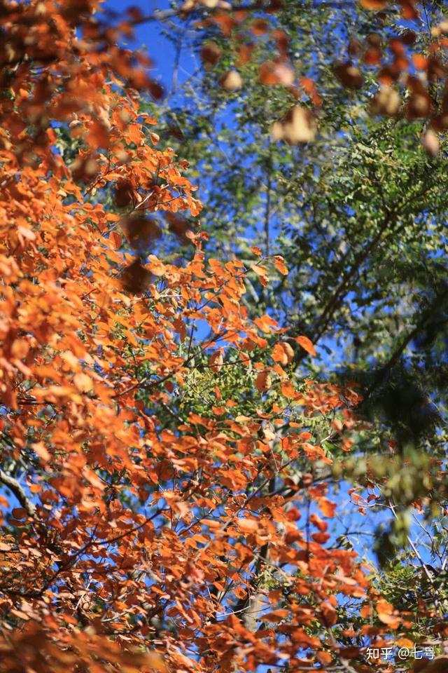 在八大处，寻到了北京最美的秋