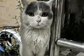 为什么老一辈的常说，不要随便捡流浪猫回家？5个真正原因很真实图片