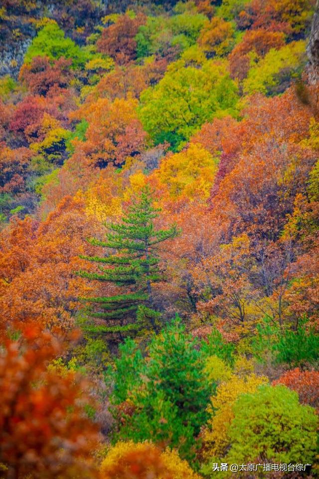 寻迹尖草坪丨初冬限定！这6处绝美风景，再不去真的要等一年！