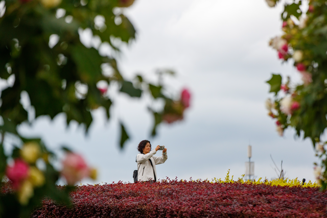 芙蓉花开醉蓉城，深秋美景胜似春