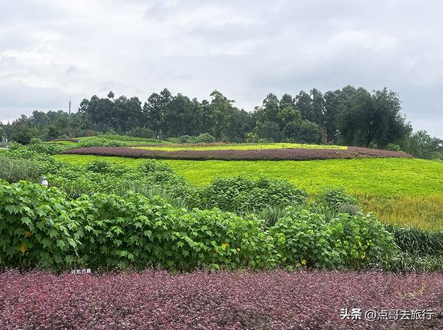 成都，最不可小看的公园，雨中超美，凉风阵阵，公共交通直达！