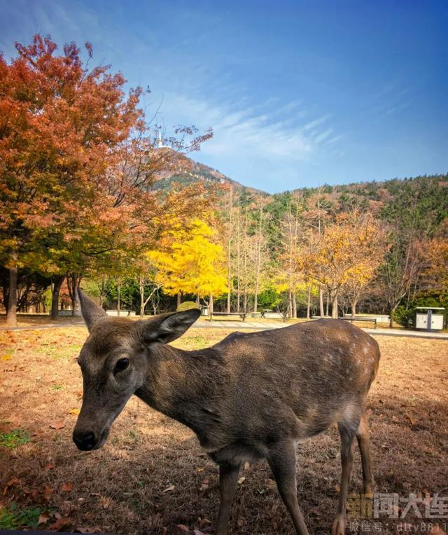 三刷大连！被“反向安利”的感觉太棒了