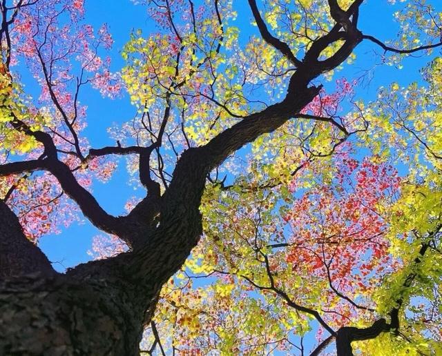 遇见,江小乌桕树